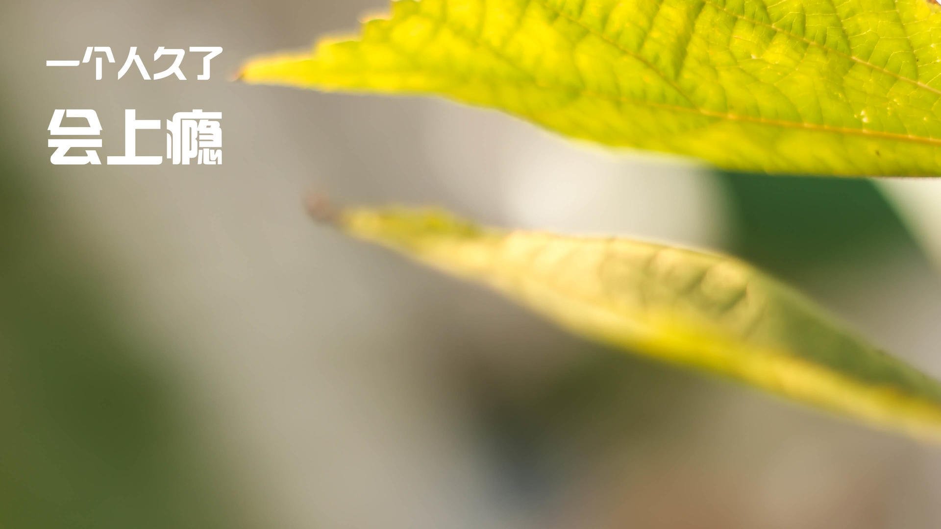 金色皮球的两次飞行，从凤凰城绝杀到世界篮坛新王的登基