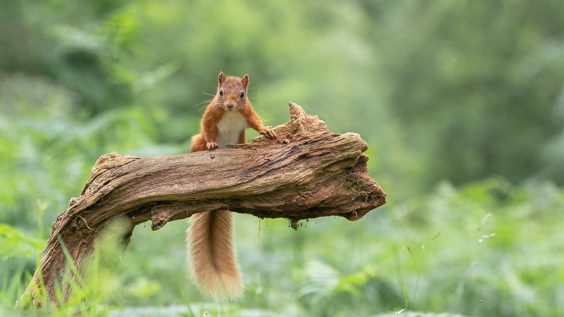 雷霆狂胜篮网背后，浓眉蜕变关键先生，新王登基之路开启