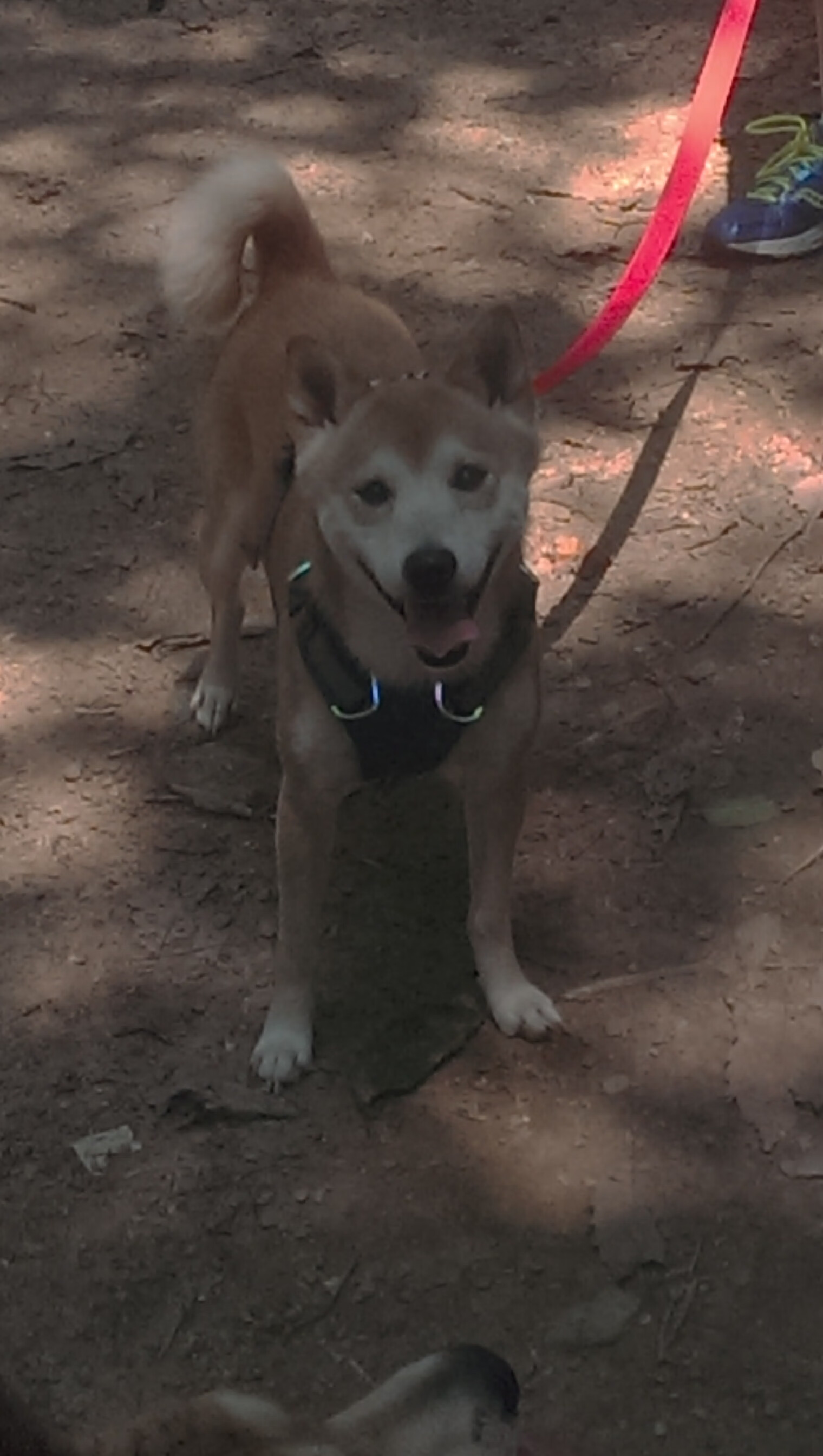 内线长城碾碎三分箭雨！武切维奇擎天柱式表现，山西强压太阳夺关键胜局