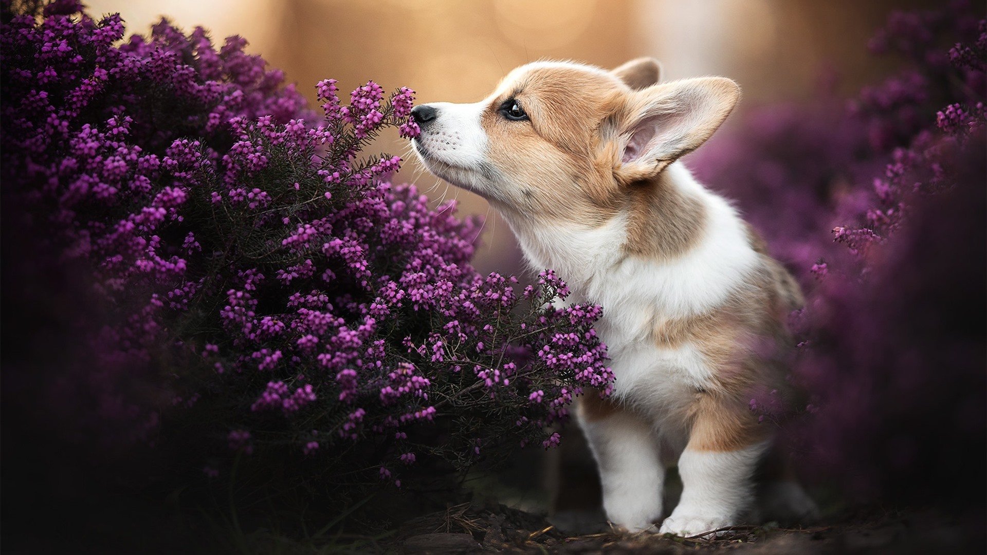 唯一性的慈善之夜，格纳布里关键先生助乌克兰压制阿尔及利亚