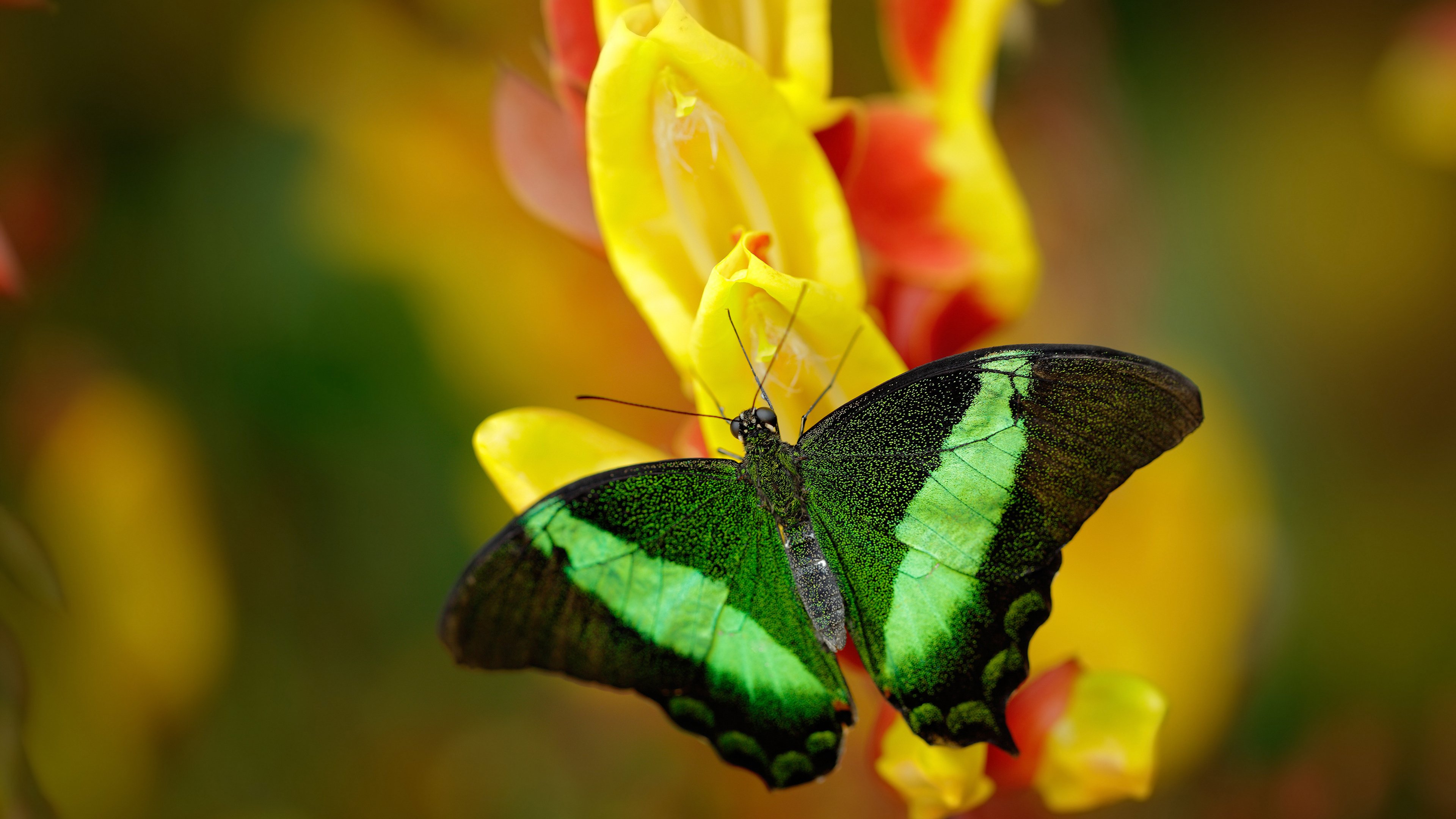 伊布降临德意志，那一夜，传奇踏碎铁血王座