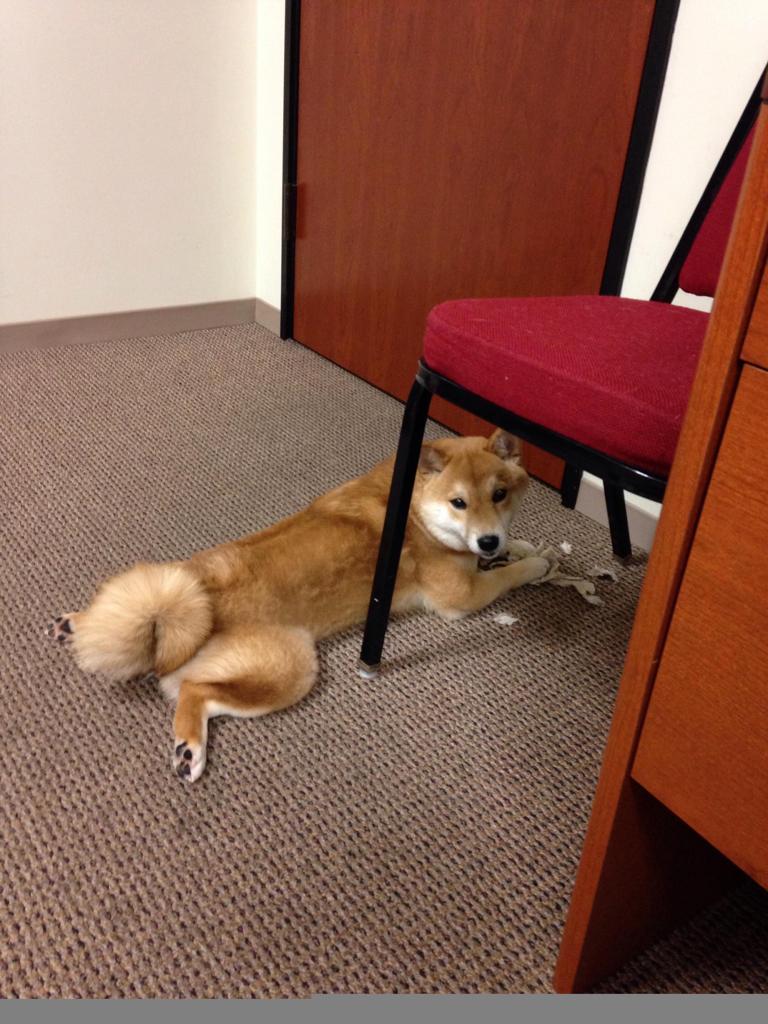 打破桎梏，戈贝尔化身进攻端核武器—掘金迎战上海队狂胜的背后