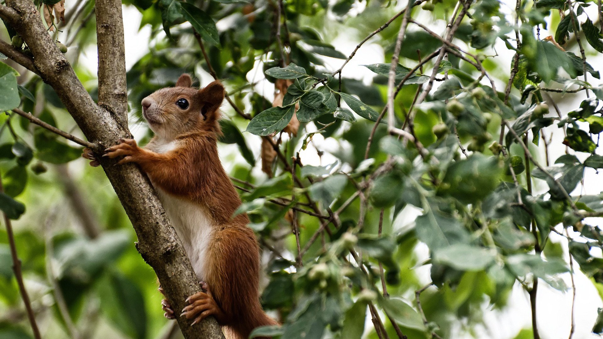开云体育在线-冰与火之歌，吉林寒流席卷猛龙，杜兰特在美加墨赛场燃起燎原之火