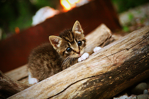 当高原猛兽遇见三晋雄师，杰伦·格林用一把钥匙打开两把锁