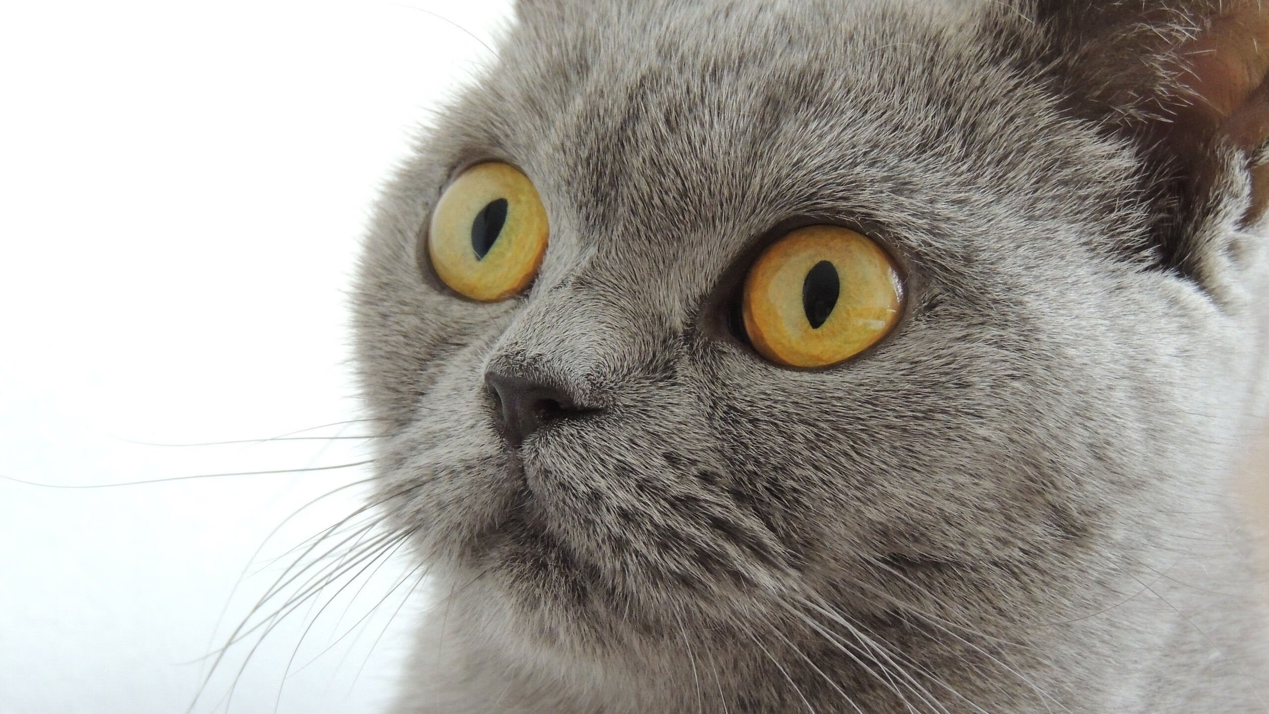 曼彻斯特到西非的彩虹,拉什福德一箭穿心,定义双重血脉的制胜之夜