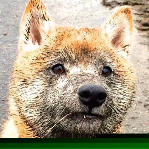 秩序粉碎者,F1揭幕战之夜,范弗利特如何让天才沦为囚徒