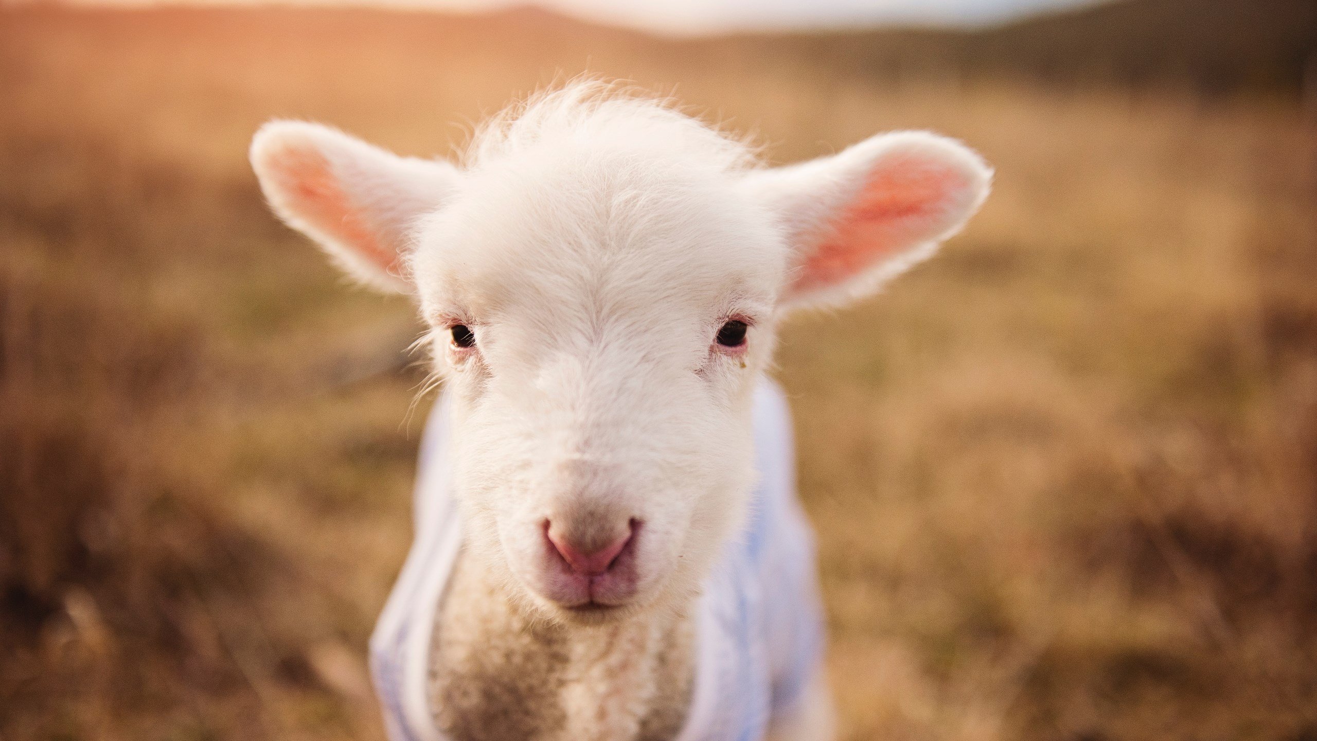 德罗赞用古典名剑斩落太阳,当雷霆的青春风暴撞上中距离答案