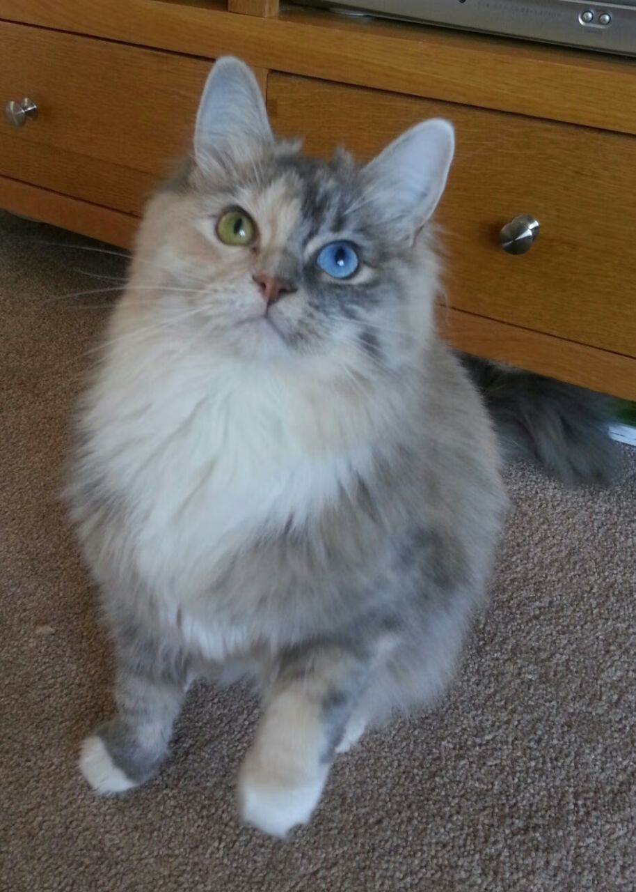 开云体育官网-中国风暴席卷西决生死战！连续得分狂潮压制比利时，晋级之路豁然开朗