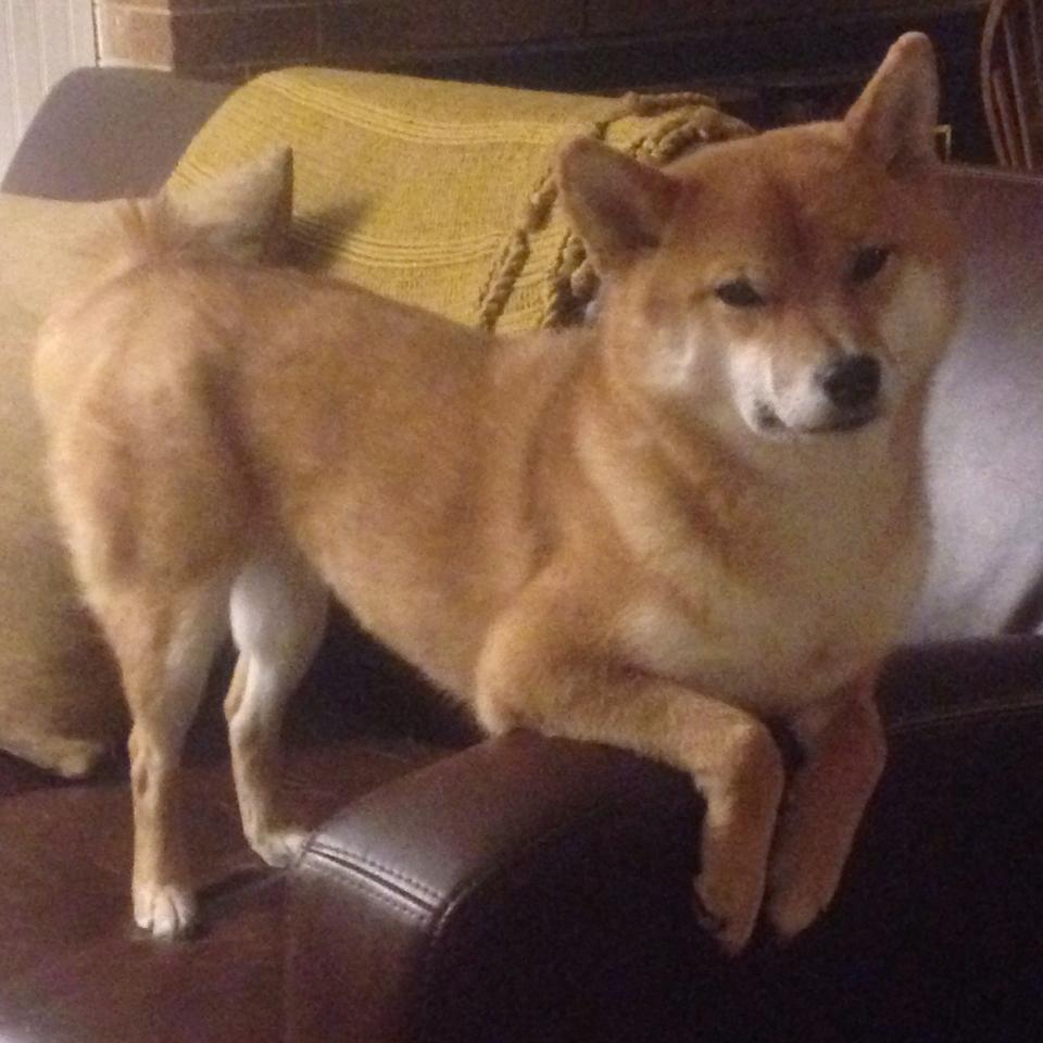 铁链的怒涛,欧陆的夜灯,全球化篮球的同一面旗帜