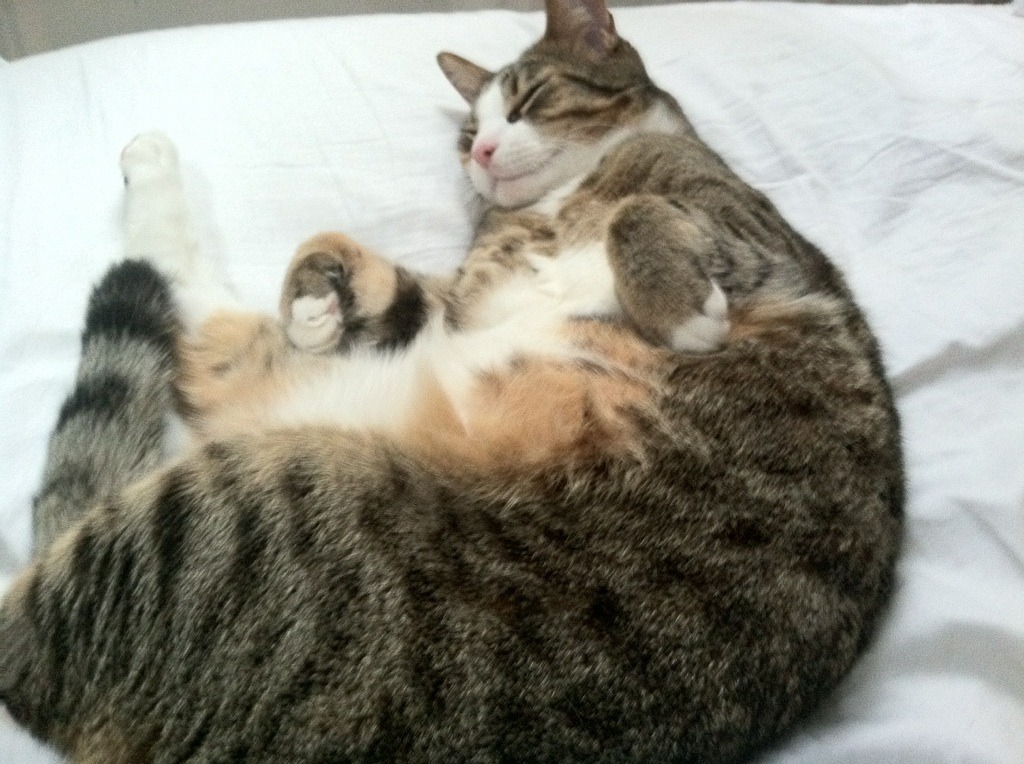 开云体育官网-赤道雄鹰撕裂沙漠之狐，卡塞米罗一役定义决胜局的艺术