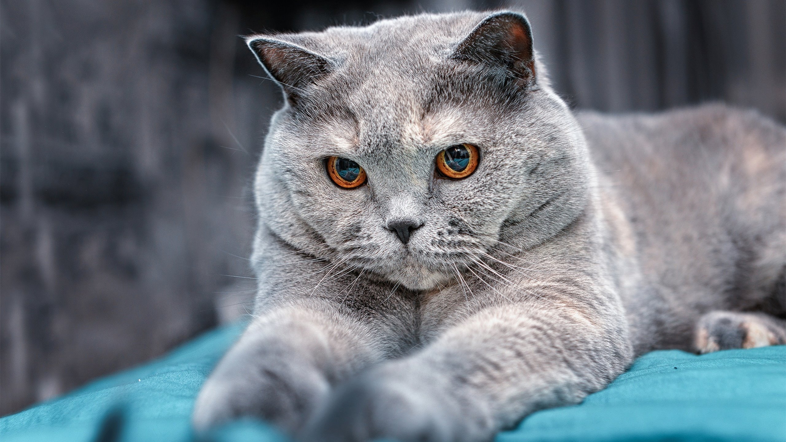 亚洲足球分水岭，李刚仁的冠军级表现，照见我们与世界的距离