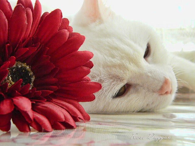 从孟菲斯到巴黎，小贾伦·杰克逊用国王级封锁敲开奥运之门