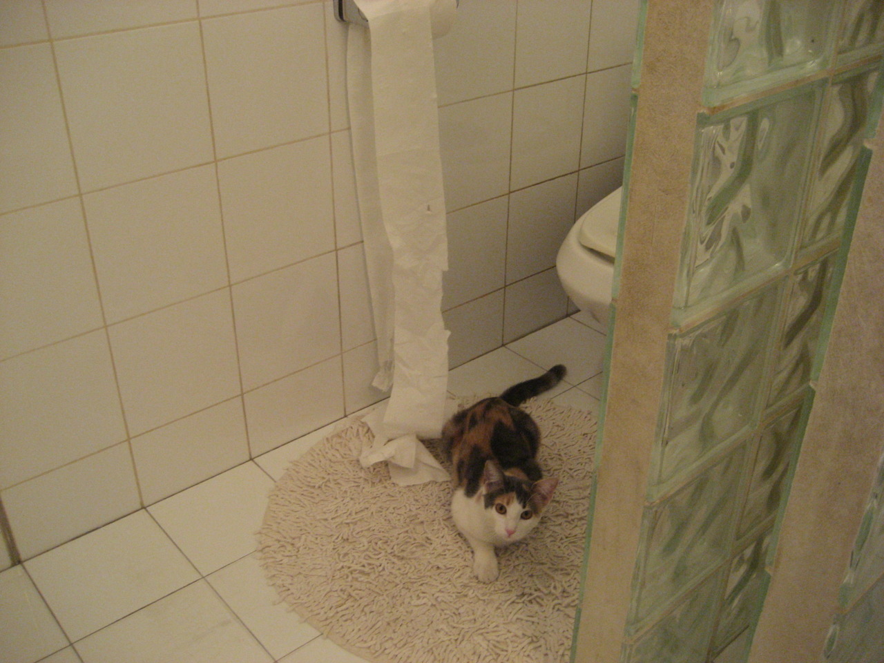 体育的共鸣，伊朗正面击溃塞内加尔与基耶萨抢七接管的共同哲学