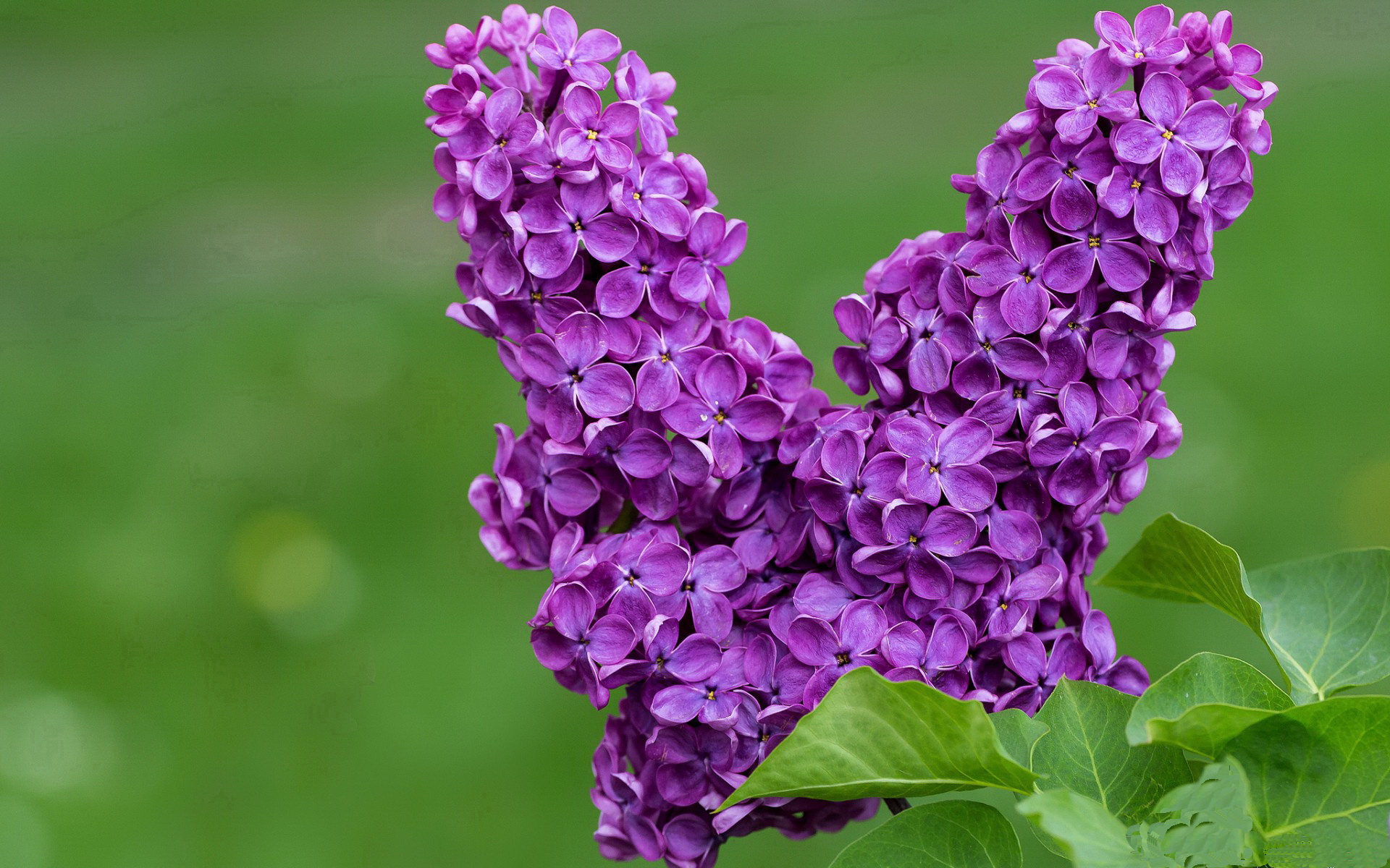 马竞碾过日本！伊萨克2射1传扛旗，西蒙尼战术完胜
