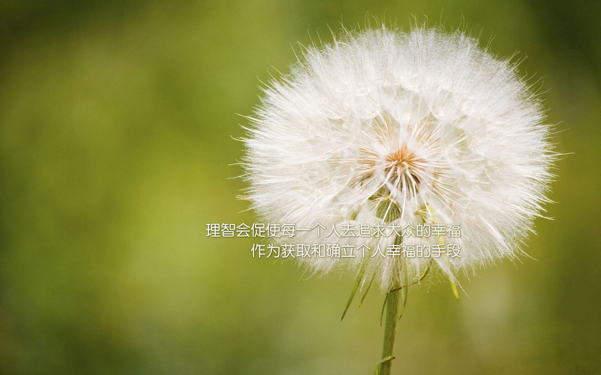 沙漠风暴吞噬斗牛士，2026世界杯F组，伊拉克用血性颠覆足球秩序，哈基米绝命一击刻下永恒